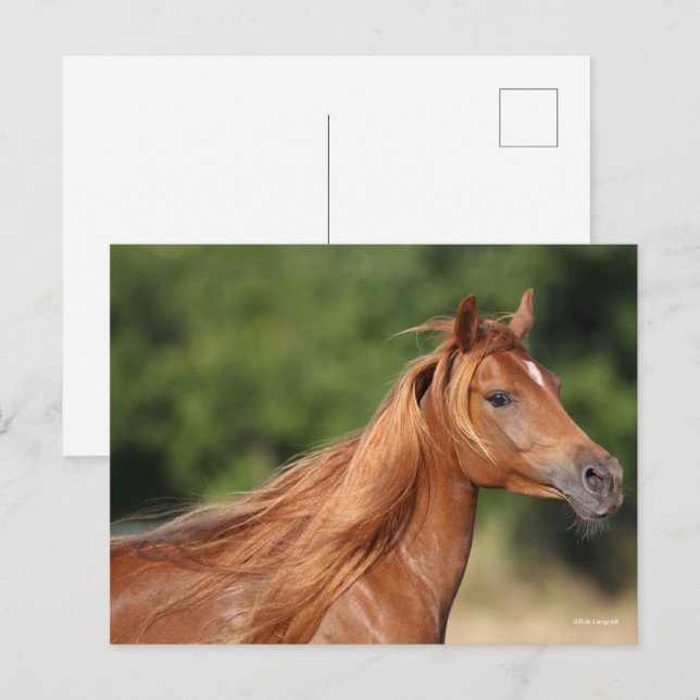 Bob Langrish | Chestnut Arab Headshot Mane Flowing Postcard (Front/Back)