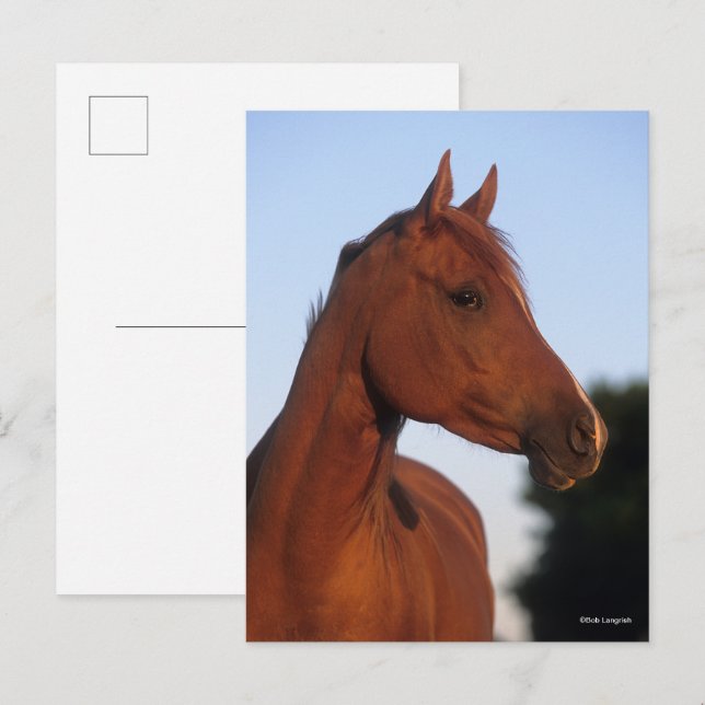 Bob Langrish | Chestnut Arab Headshot Postcard (Front/Back)