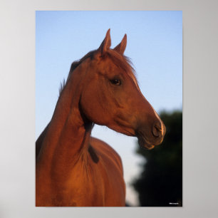 Bob Langrish   Chestnut Arab Headshot Poster