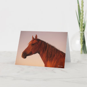 Bob Langrish   Chestnut Arab Horse Headshot Sunset Card