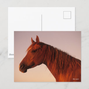 Bob Langrish   Chestnut Arab Horse Headshot Sunset Postcard