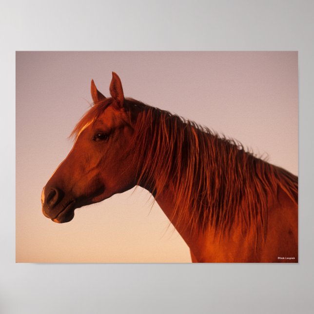 Bob Langrish | Chestnut Arab Horse Headshot Sunset Poster (Front)