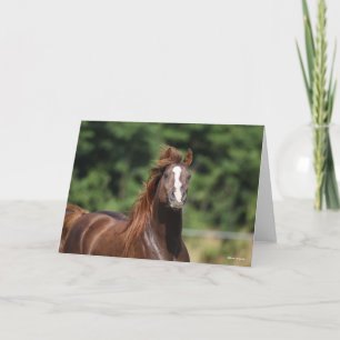 Bob Langrish   Chestnut Arab Stallion Headshot Card