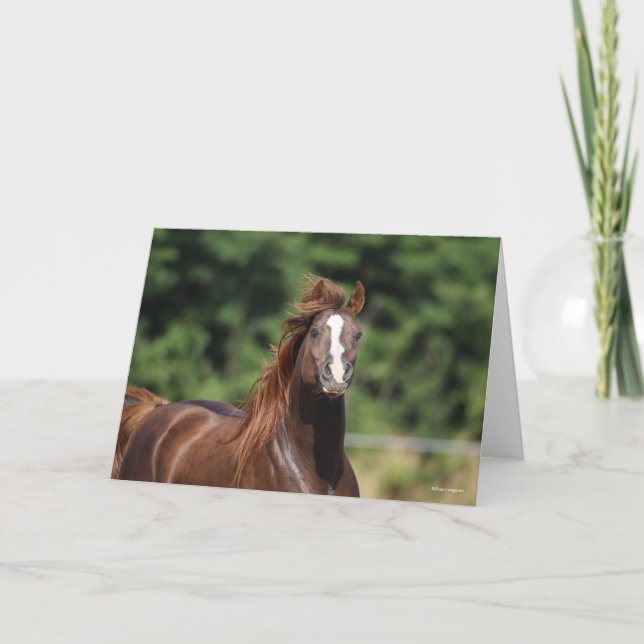 Bob Langrish | Chestnut Arab Stallion Headshot Card (Front)
