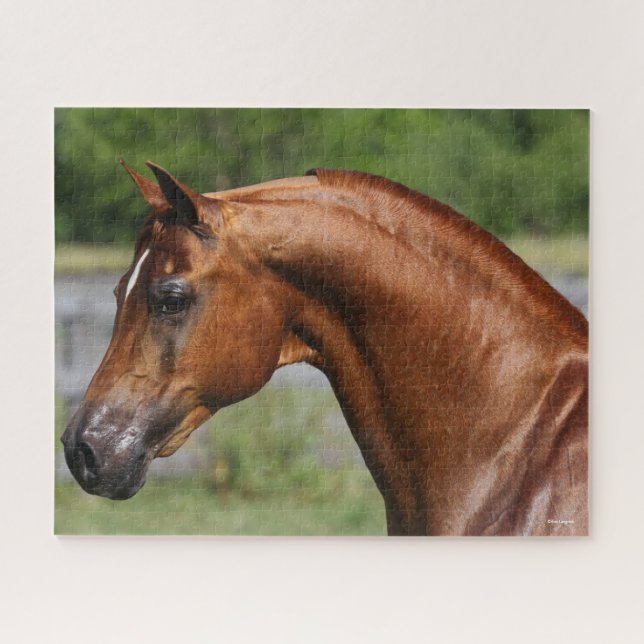 Bob Langrish | Chestnut Arab Stallion headshot Jigsaw Puzzle (Horizontal)