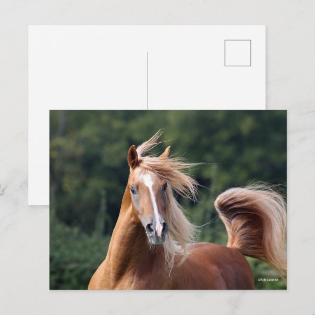 Bob Langrish | Chestnut Arab Stallion Headshot Postcard (Front/Back)