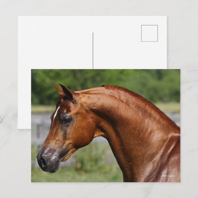 Bob Langrish | Chestnut Arab Stallion headshot Postcard (Front/Back)