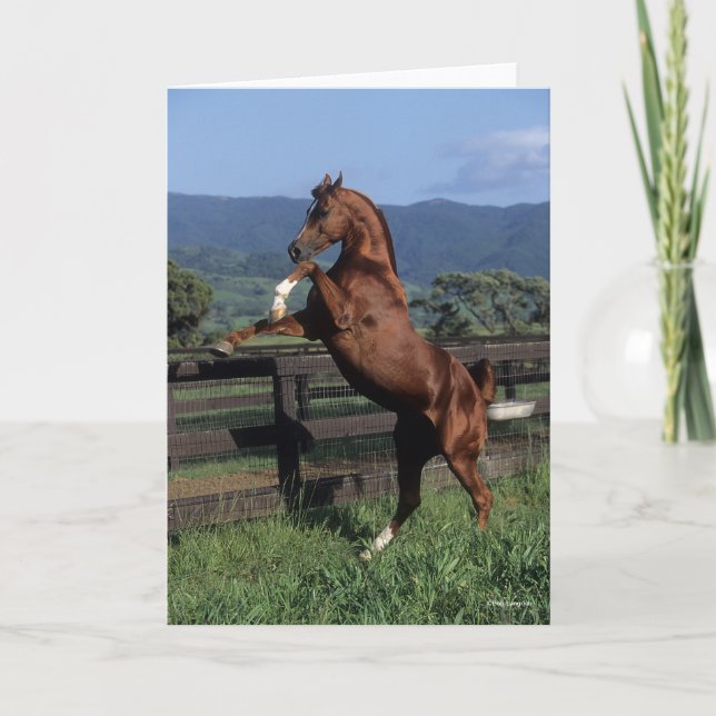 Bob Langrish | Chestnut Arab Stallion Rearing Card (Front)