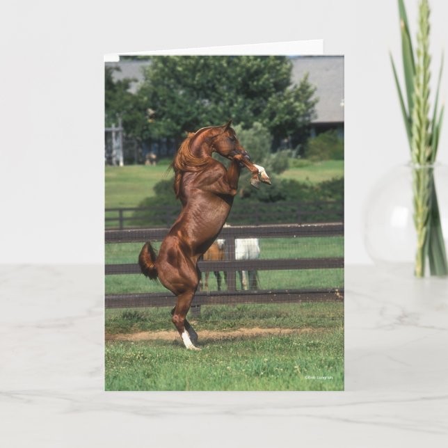 Bob Langrish | Chestnut Arab Stallion Rearing Card (Front)