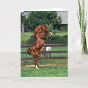 Bob Langrish   Chestnut Arab Stallion Rearing Card