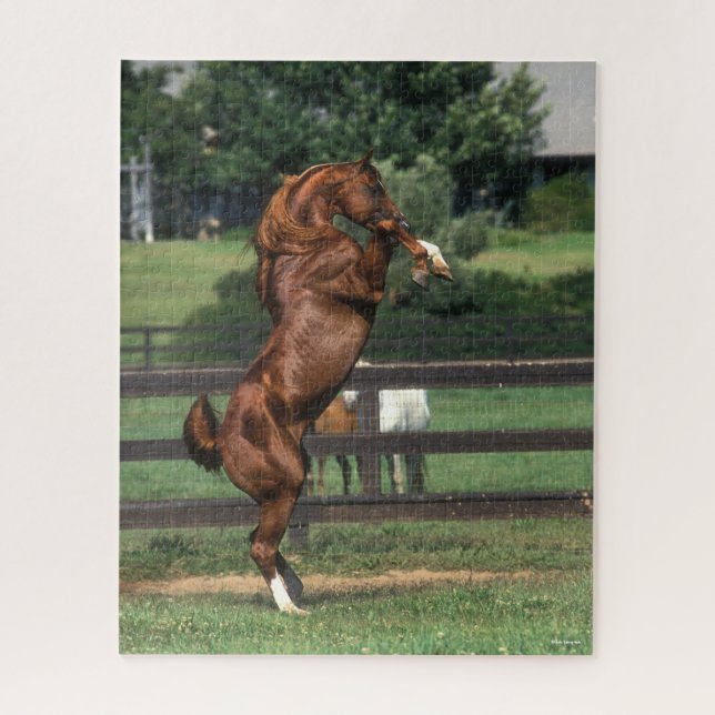 Bob Langrish | Chestnut Arab Stallion Rearing Jigsaw Puzzle (Vertical)