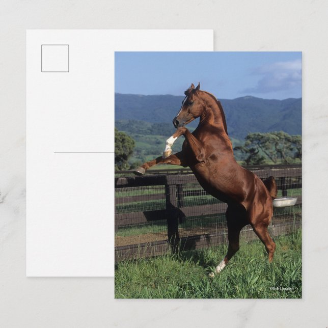 Bob Langrish | Chestnut Arab Stallion Rearing Postcard (Front/Back)