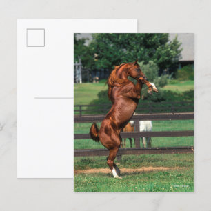 Bob Langrish   Chestnut Arab Stallion Rearing Postcard