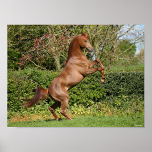 Bob Langrish   Chestnut Arab Stallion Rearing Poster