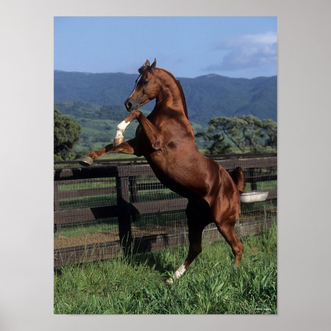 Bob Langrish | Chestnut Arab Stallion Rearing Poster (Front)