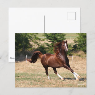 Bob Langrish   Chestnut Arab Stallion Running 3 Postcard
