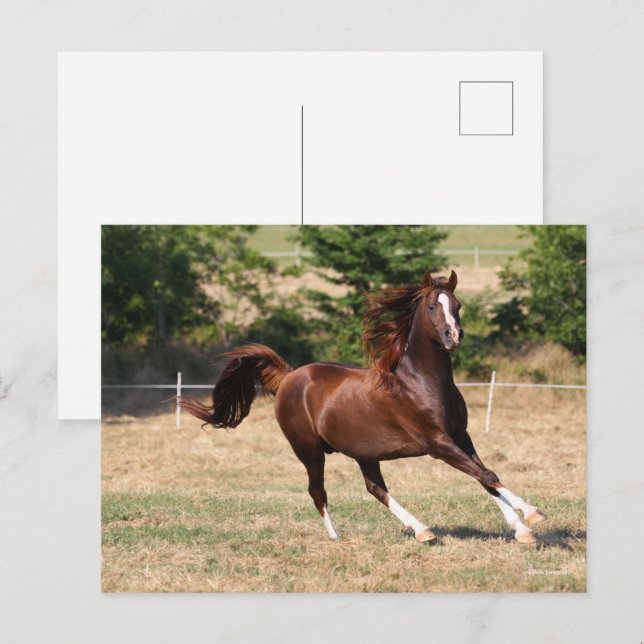 Bob Langrish | Chestnut Arab Stallion Running 3 Postcard (Front/Back)