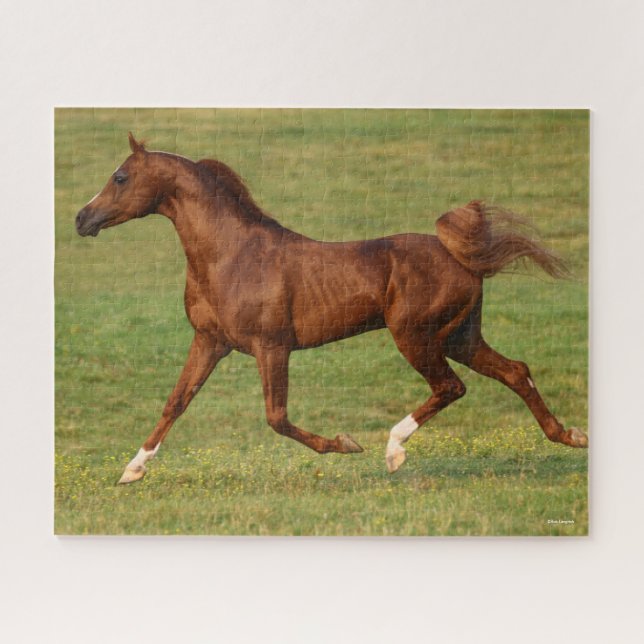 Bob Langrish | Chestnut Arab Stallion Running Jigsaw Puzzle (Horizontal)