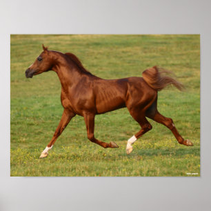 Bob Langrish   Chestnut Arab Stallion Running Poster