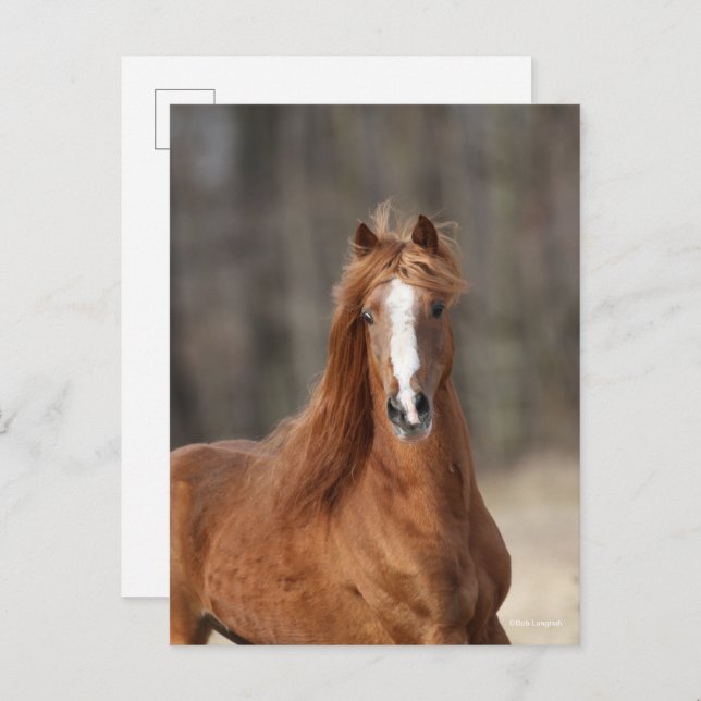 Bob Langrish | Chestnut Hackney Headshot Postcard (Front/Back)
