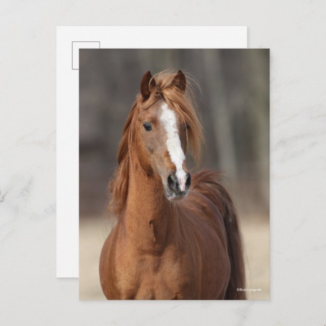 Bob Langrish | Chestnut Hackney Pony headshot Postcard (Front/Back)