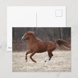 Bob Langrish Chestnut Hackney Pony Running Postcard
