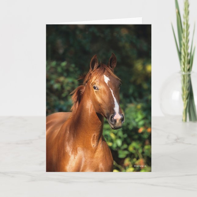 Bob Langrish | Chestnut Hanoverian Horse Headshot Card (Front)