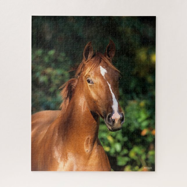 Bob Langrish | Chestnut Hanoverian Horse Headshot Jigsaw Puzzle (Vertical)