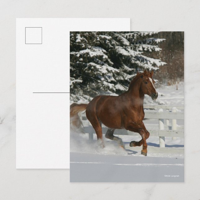 Bob Langrish | Chestnut Horse Running In The Snow Postcard (Front/Back)