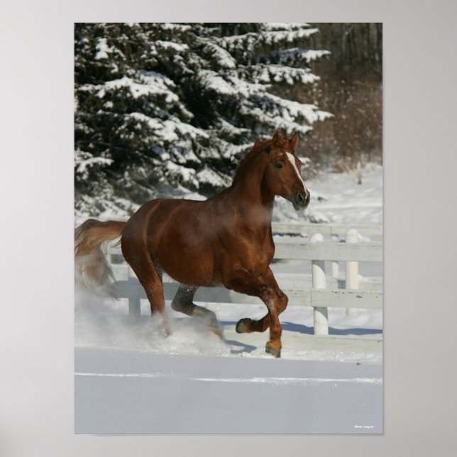 Bob Langrish | Chestnut Horse Running In The Snow Poster (Front)