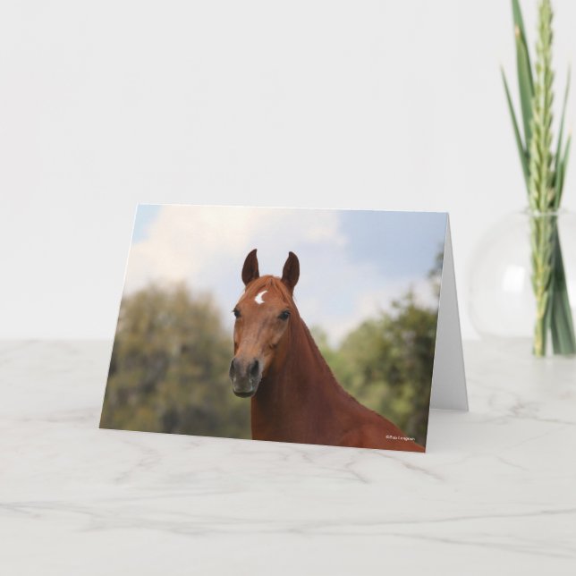 Bob Langrish | Chestnut Oldenburg headshot Card (Front)