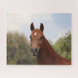 Bob Langrish Chestnut Oldenburg headshot Jigsaw Puzzle