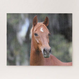 Bob Langrish Chestnut Oldenburg Headshot Jigsaw Puzzle