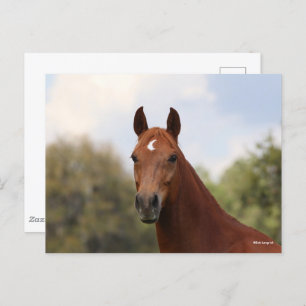 Bob Langrish Chestnut Oldenburg headshot Postcard