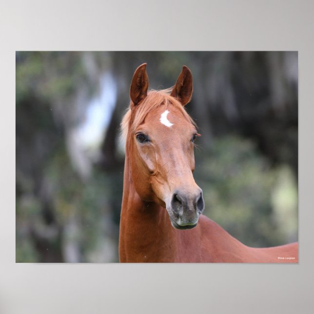Bob Langrish | Chestnut Oldenburg Headshot Poster (Front)