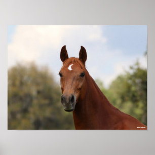 Bob Langrish   Chestnut Oldenburg headshot Poster