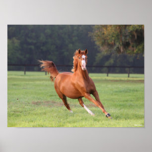 Bob Langrish   Chestnut Oldenburg Running Poster