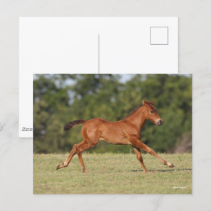 Bob Langrish   Chestnut Quarter Horse Foal Running Postcard
