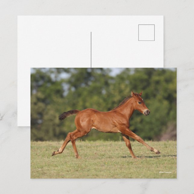 Bob Langrish | Chestnut Quarter Horse Foal Running Postcard (Front/Back)