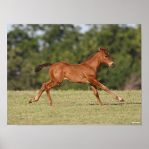 Bob Langrish   Chestnut Quarter Horse Foal Running Poster