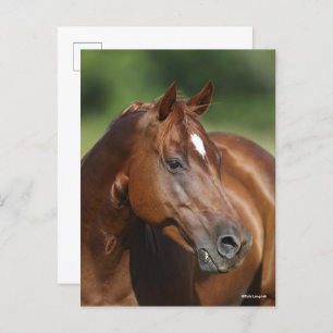 Bob Langrish Chestnut Quarter Horse Mare Headshot Postcard
