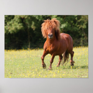 Bob Langrish   Chestnut Shetland Pony Stallion Poster