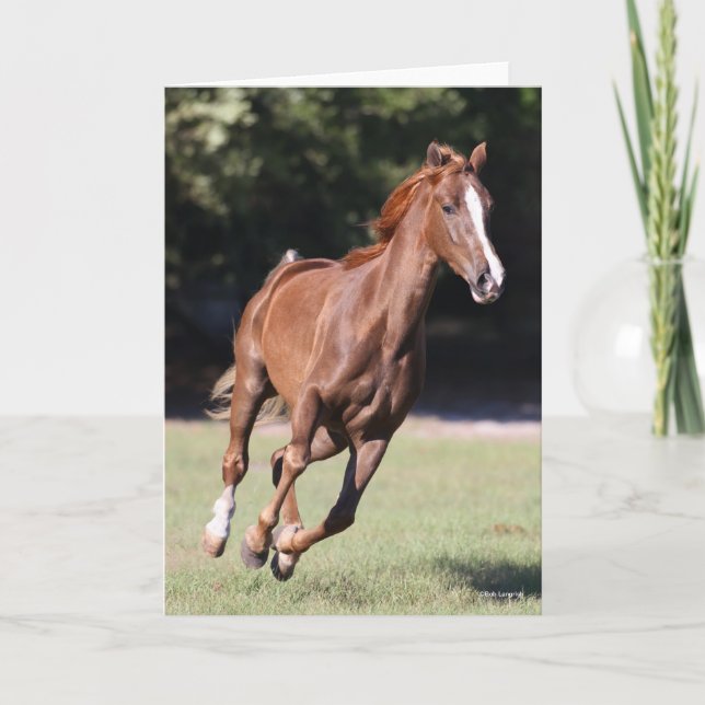 Bob Langrish | Chestnut Tennessee Walker Running Card (Front)