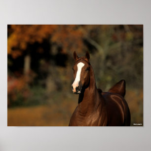 Bob Langrish   Chestnut Thoroughbred Headshot Poster