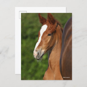 Bob Langrish Chestnut Warmblood Foal Headshot Postcard