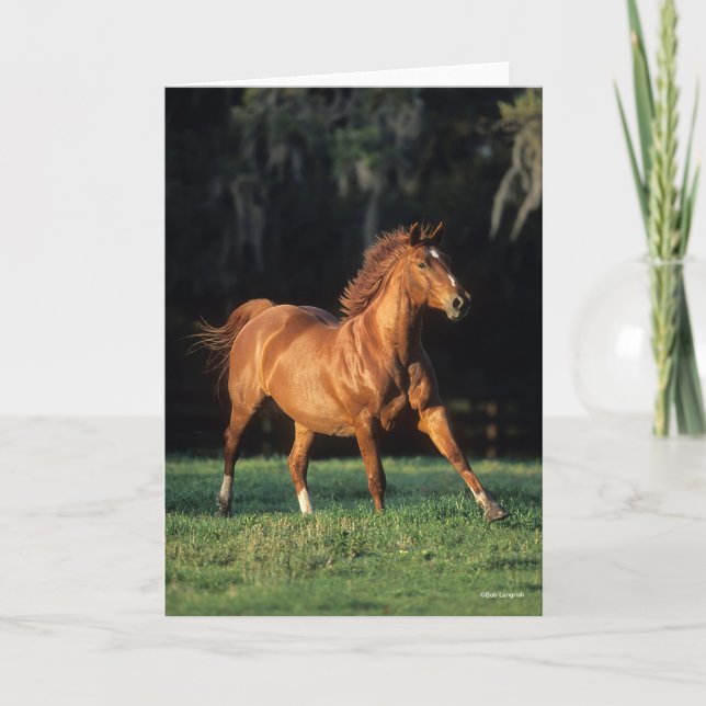 Bob Langrish | Chestnut Warmblood Mare Running Card (Front)