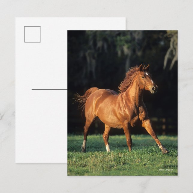 Bob Langrish | Chestnut Warmblood Mare Running Postcard (Front/Back)