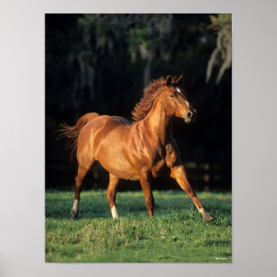 Bob Langrish Chestnut Warmblood Mare Running Poster