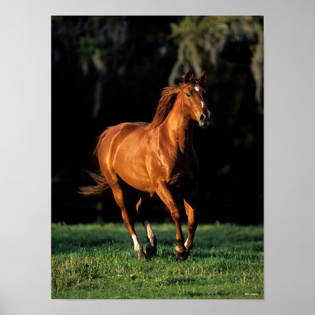 Bob Langrish | Chestnut Warmblood Mare Running Poster (Front)