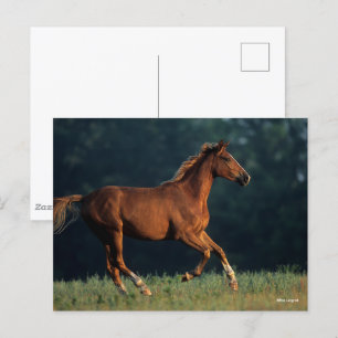 Bob Langrish   Chestnut Warmblood Running Postcard